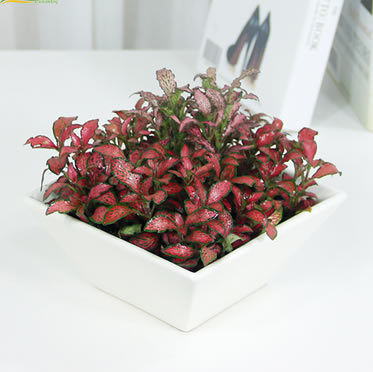 紅色網(wǎng)紋草 苔蘚微景觀 鮮活植物DIY綠植